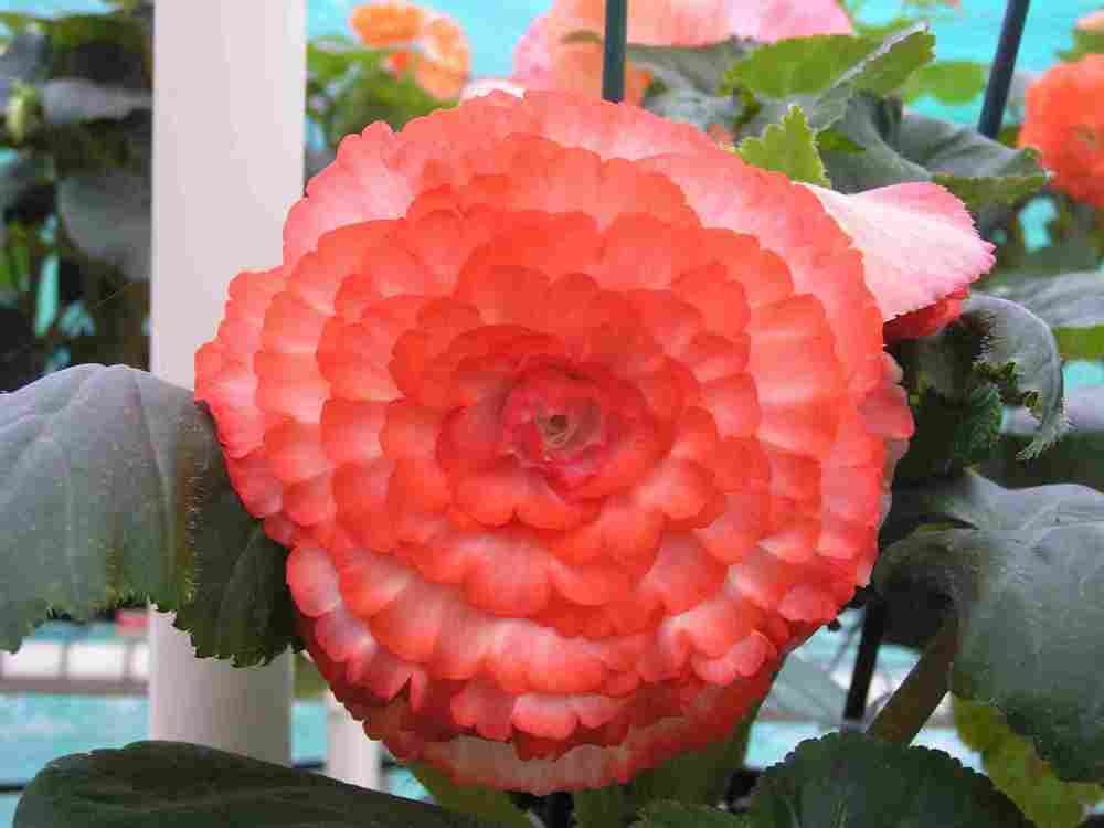 B. ‘Fire Glow’
